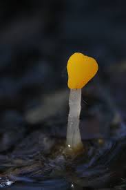 Attēlu rezultāti vaicājumam “Mitrula paludosa”