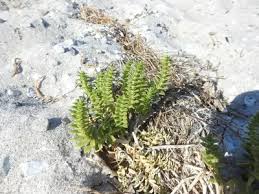 Attēlu rezultāti vaicājumam “Honckenya peploides bud”