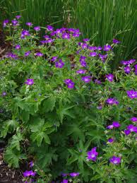 Attēlu rezultāti vaicājumam “Geranium sylvaticum”