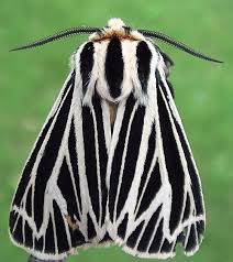 Attēlu rezultāti vaicājumam “Arctiidae”