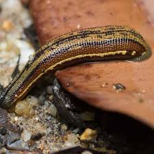 Attēlu rezultāti vaicājumam “Hirudinea”