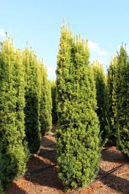 Attēlu rezultāti vaicājumam “Taxus baccata”