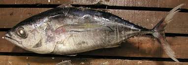 Image result for Thunnus obesus