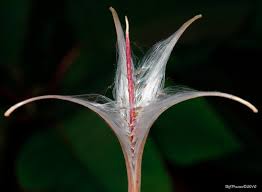 Attēlu rezultāti vaicājumam “Epilobium angustifolium bud”