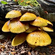 Attēlu rezultāti vaicājumam “Pholiota aurivella”