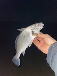 Image result for Umbrina cirrosa