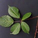 Attēlu rezultāti vaicājumam “Rubus plicatus”