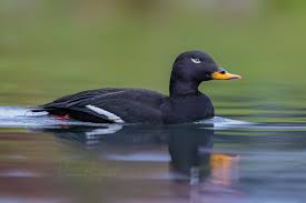 Attēlu rezultāti vaicājumam “Melanitta fusca”