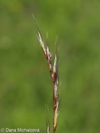 Attēlu rezultāti vaicājumam “Helictotrichon pratense leaf”