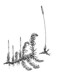 Attēlu rezultāti vaicājumam “Leskea polycarpa”