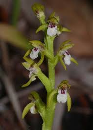 Attēlu rezultāti vaicājumam “Corallorhiza trifida”