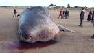 Dead sperm whale on beach, - via Daymix