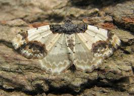 Attēlu rezultāti vaicājumam “Ligdia adustata”