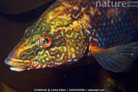 Image result for Labrus bergylta