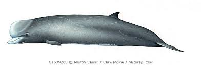 Image result for Hyperoodon ampullatus