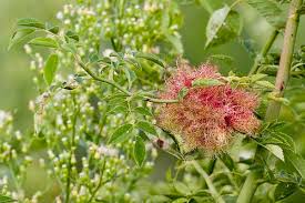 Attēlu rezultāti vaicājumam “Diplolepis rosae”