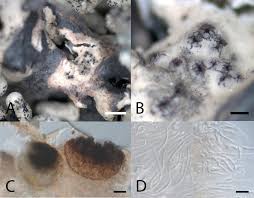 Attēlu rezultāti vaicājumam “Hypogymnia physodes”