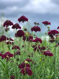 Image result for Scabiosa canescens