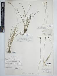 Attēlu rezultāti vaicājumam “Carex pilulifera”