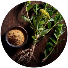 Attēlu rezultāti vaicājumam “Rhodiola rosea”