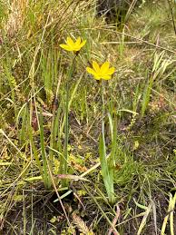 Attēlu rezultāti vaicājumam “Cinclidium stygium macro”