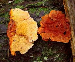 Attēlu rezultāti vaicājumam “Pylaisia polyantha sporophyte”