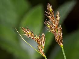 Attēlu rezultāti vaicājumam “Carex praecox”