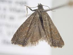 Attēlu rezultāti vaicājumam “Platytes alpinella”