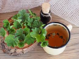 Attēlu rezultāti vaicājumam “Alchemilla vulgaris aggr. bud”