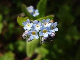 Attēlu rezultāti vaicājumam “Myosotis”