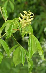 Attēlu rezultāti vaicājumam “Aesculus flava fruit”
