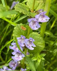 Attēlu rezultāti vaicājumam “Glechoma hederacea flower”