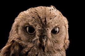 Image result for Otus scops