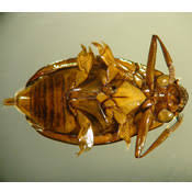 Attēlu rezultāti vaicājumam “Gyrinidae”