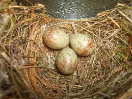 Attēlu rezultāti vaicājumam “Muscicapa striata nest”