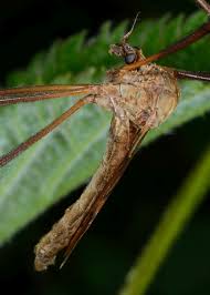 Attēlu rezultāti vaicājumam “Exoprosopa capucina”