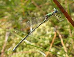 Attēlu rezultāti vaicājumam “Lestes virens”