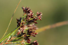 Attēlu rezultāti vaicājumam “Luzula luzuloides fruit”