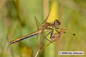 Attēlu rezultāti vaicājumam “Sympetrum danae”