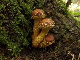 Attēlu rezultāti vaicājumam “Stropharia albocrenulata”