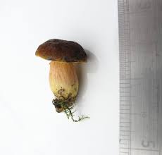 Attēlu rezultāti vaicājumam “Xerocomus pruinatus”