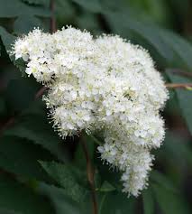 Attēlu rezultāti vaicājumam “Sorbus aucuparia flower”
