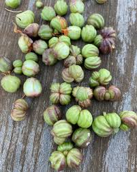 Attēlu rezultāti vaicājumam “Tropaeolum majus fruit”