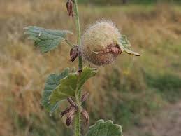 Attēlu rezultāti vaicājumam “Liposthenes glechomae”