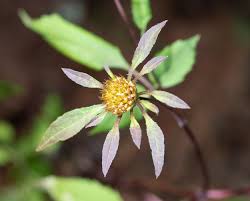 Attēlu rezultāti vaicājumam “Bidens frondosa flower”