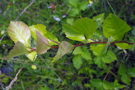 Attēlu rezultāti vaicājumam “Crataegus persimilis leaf”