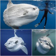 Image result for Mola mola
