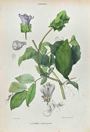 Attēlu rezultāti vaicājumam “Polemoniaceae”