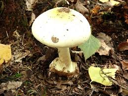 Attēlu rezultāti vaicājumam “Amanita citrina”
