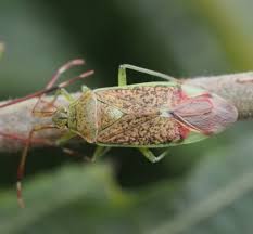 Attēlu rezultāti vaicājumam “Pantilius tunicatus”